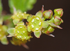 Ribes maximoviczianum