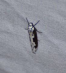 Ethmia semilugens