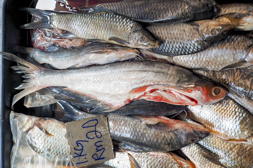 Manytooth shark catfish (Pangasius polyuranodon) — Pangasiidae — 2