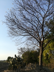 Ceiba aesculifolia