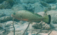 Epinephelus guttatus