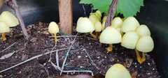 Leucocoprinus birnbaumii image