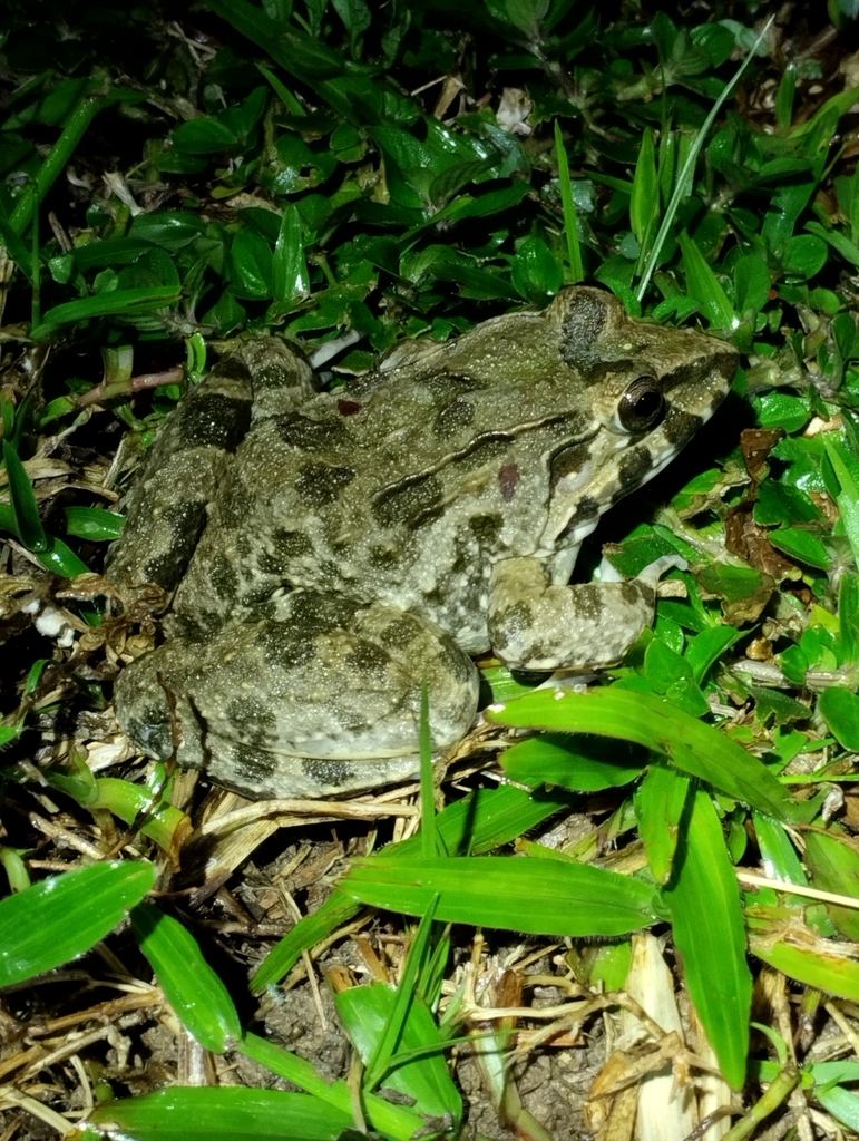 Crabeating Frog from 40160 Shah Alam, Selangor, Malaysia on October 11