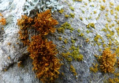 Teloschistes velifer