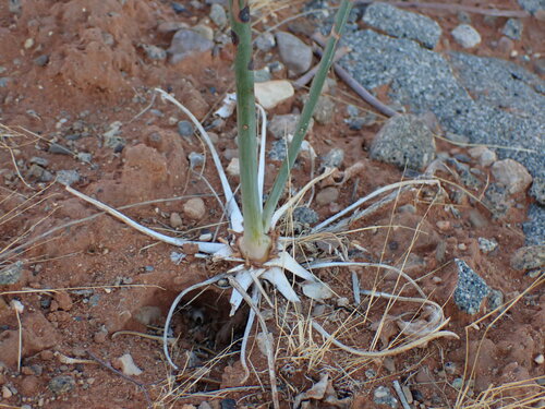 Image of Eriogonum fusiforme by (c) John Brew, some rights reserved (CC BY)