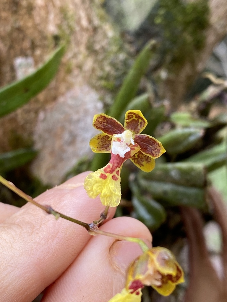 Grandiphyllum edwallii