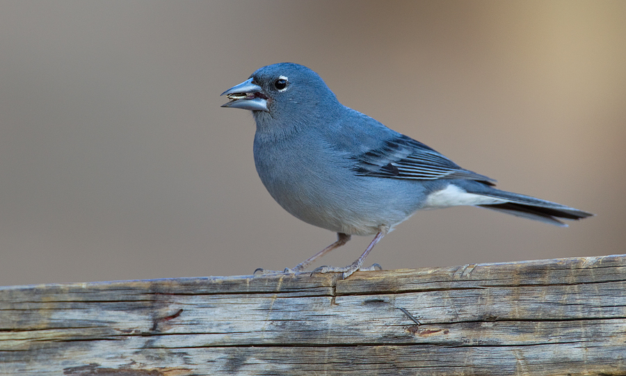 Chaffinches and Brambling