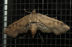 Parapoynx crisonalis