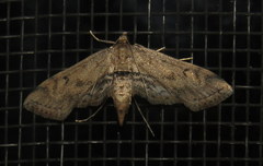 Parapoynx crisonalis