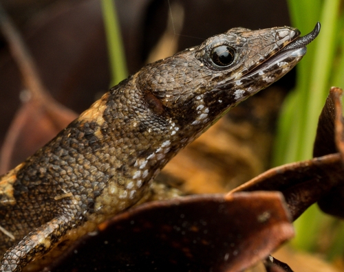 Chinese water skink, Tropidophorus sinicus