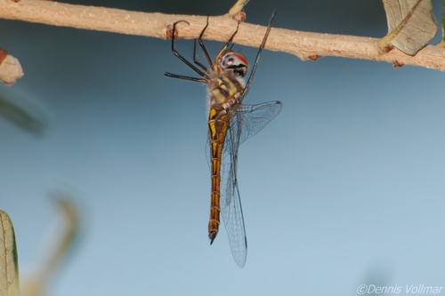 Sepia Baskettail photo 5