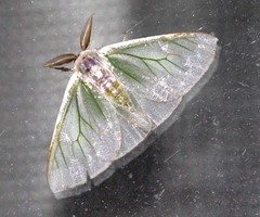 Arctornis marginalis