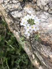 Dryopetalon runcinatum