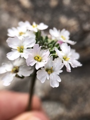 Dryopetalon runcinatum