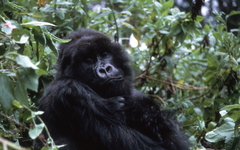 Gorilla beringei beringei
