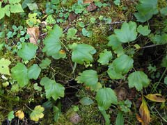 Ribes procumbens
