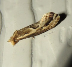 Moerarchis inconcisella