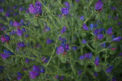 Echium plantagineum