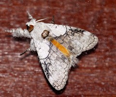 Calliteara horsfieldii