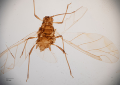 Brachycaudus helichrysi