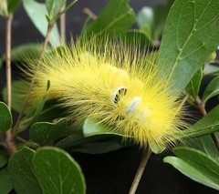 Calliteara horsfieldii