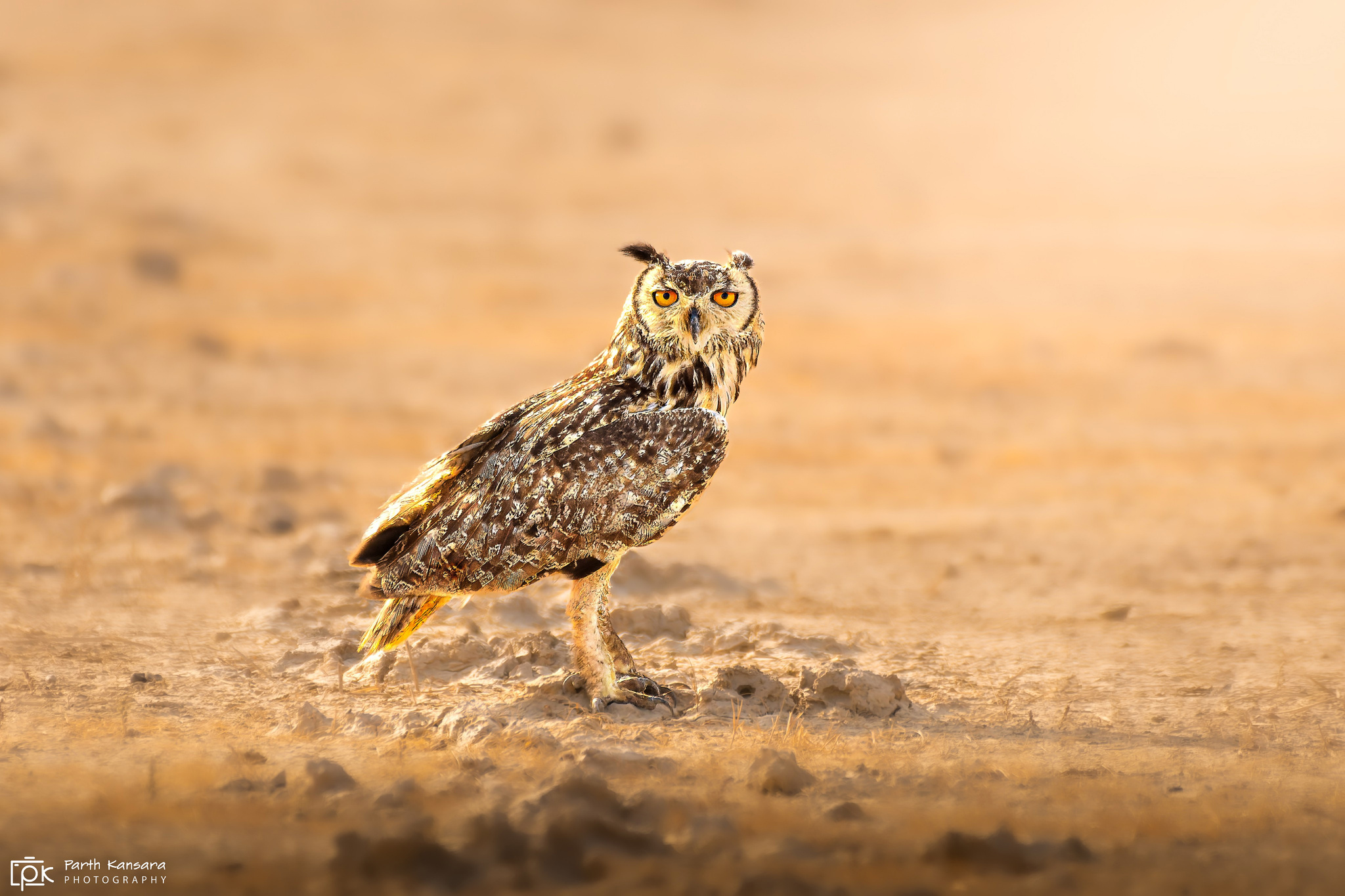 Rock Eagle Owl illustration
