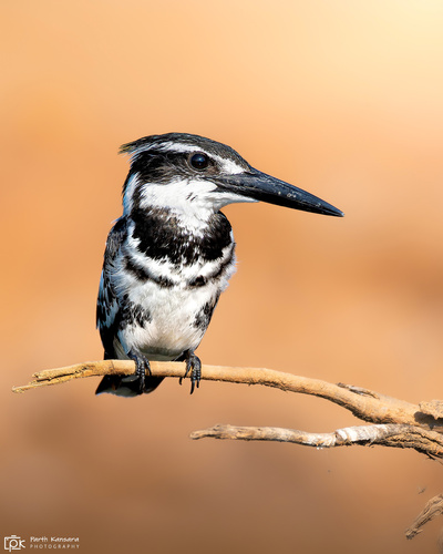 Pied Kingfisher (Ceryle rudis), photo 10