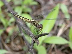 Indothemis carnatica