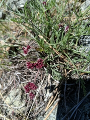 Lomatium hooveri