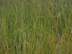 Thelypteris confluens