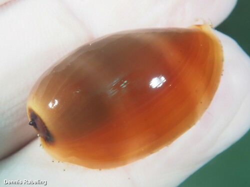 Lurid Cowry