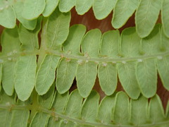 Thelypteris confluens