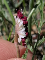 Lomatium hooveri