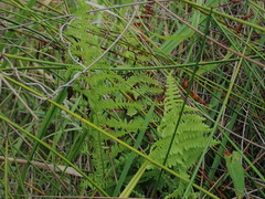 Thelypteris confluens