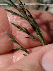 Lomatium hooveri