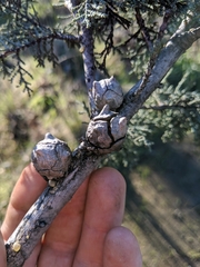 Cupressus sargentii