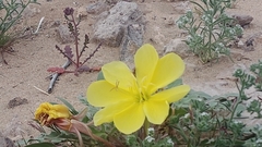 Oenothera primiveris