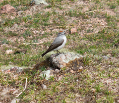 Muscisaxicola rufivertex