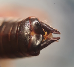 Conocephalus semivittatus