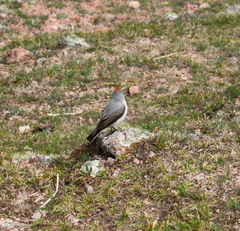 Muscisaxicola rufivertex