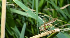 Conocephalus albescens