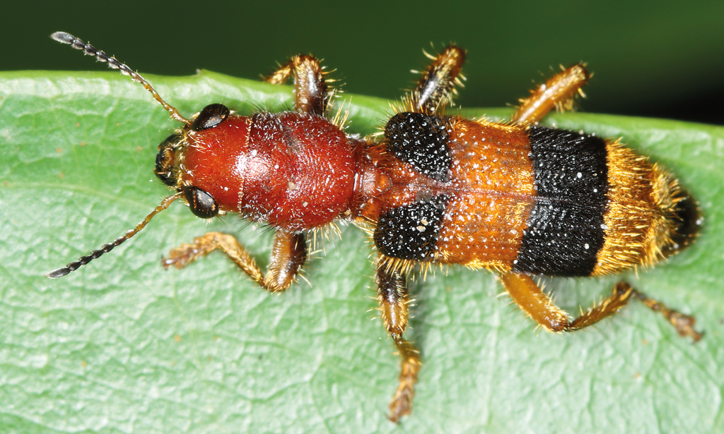Tillicera aurivillosa