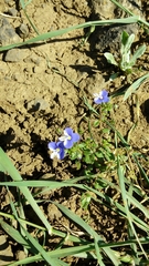 Veronica syriaca