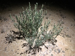 Oligomeris linifolia