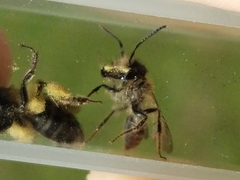 Andrena anisochlora