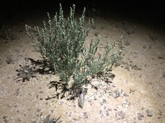 Oligomeris linifolia