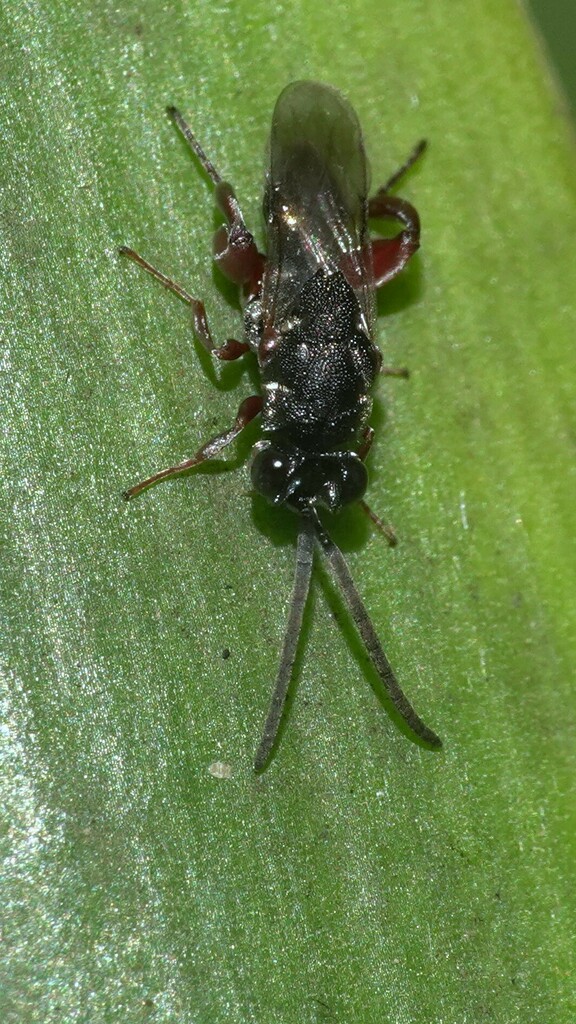 Antrocephalus sepyra