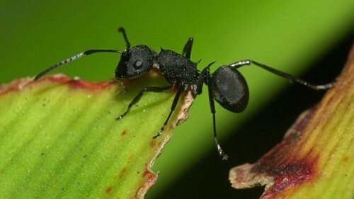 Polyrhachis lacteipennisPolyrhachis lacteipennis