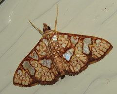 Glyphodes canthusalis