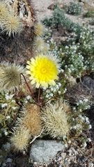 Malacothrix glabrata